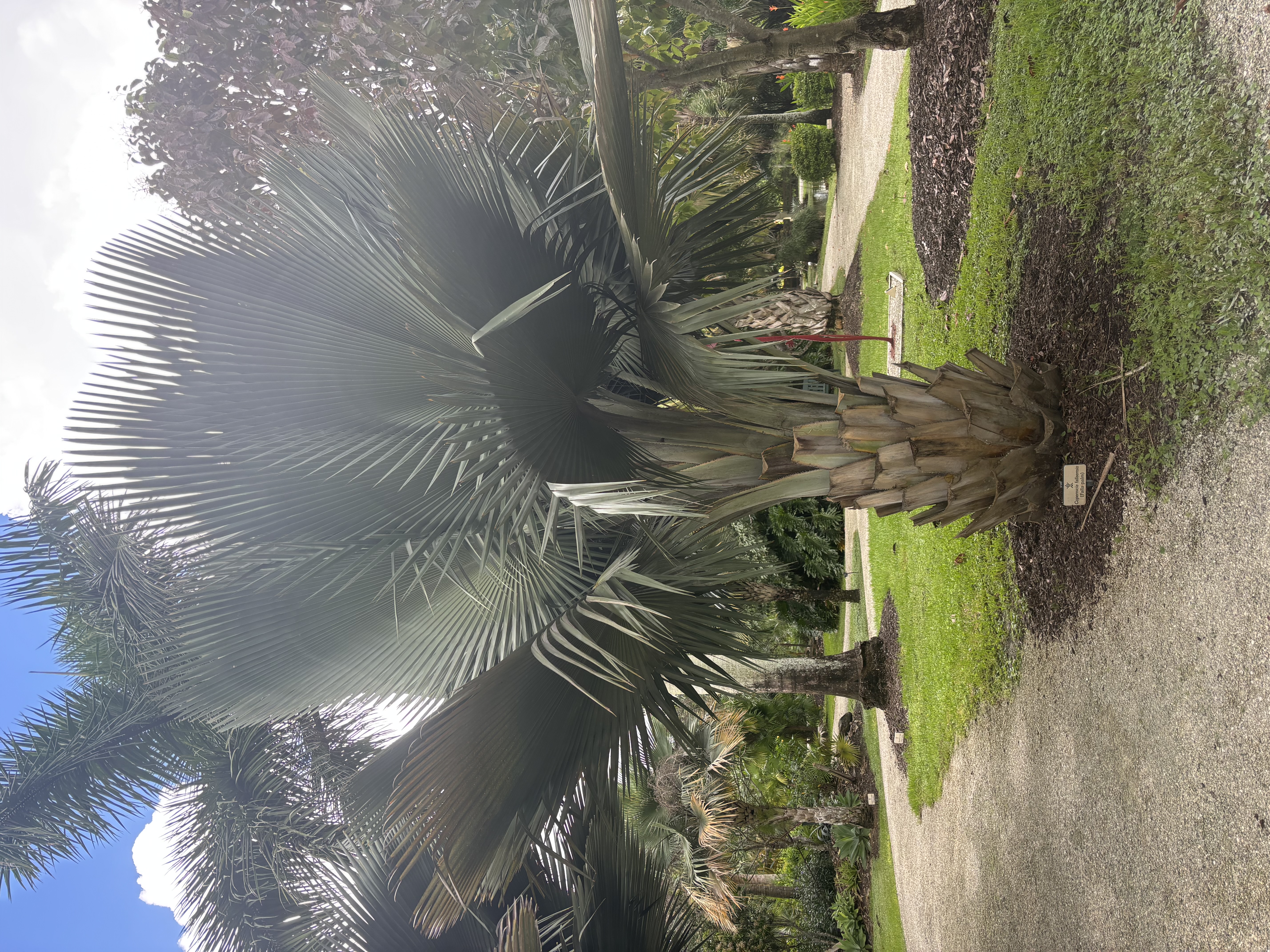 Copernicia fallaensis